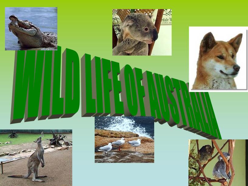 WILD LIFE OF AUSTRALIA