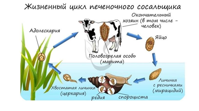 Цикл развития паразитических червей