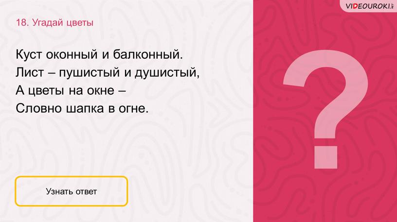 Угадай цветы Узнать ответ Куст оконный и балконный