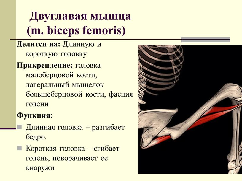 Двуглавая мышца (m. biceps femoris)