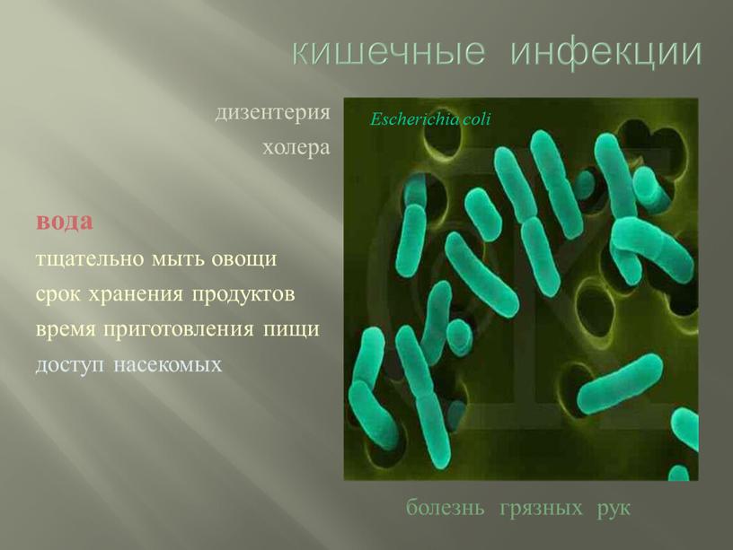 кишечные инфекции дизентерия холера вода тщательно мыть овощи срок хранения продуктов время приготовления пищи доступ насекомых болезнь грязных рук Escherichia coli