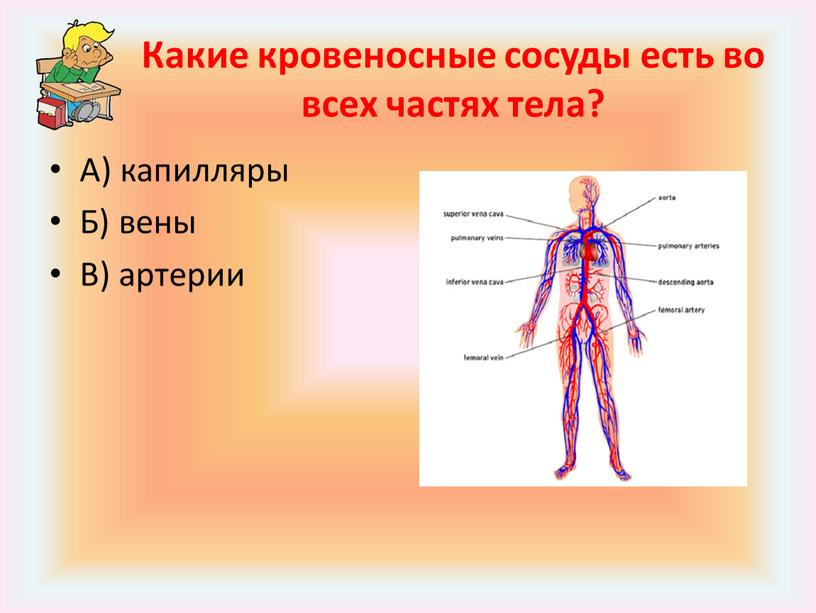 Какие кровеносные сосуды есть во всех частях тела?