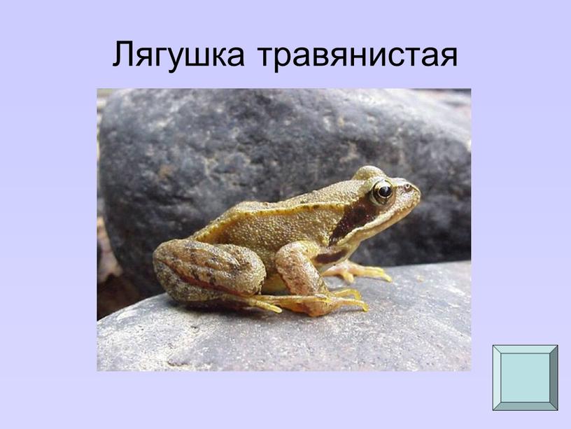 Лягушка травянистая