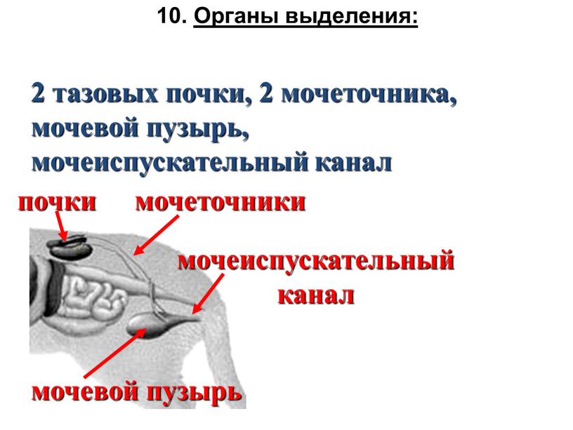 Органы выделения: 2 тазовых почки, 2 мочеточника, мочевой пузырь, мочеиспускательный канал почки мочеточники мочевой пузырь мочеиспускательный канал