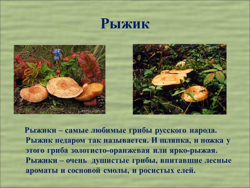 Рыжик Рыжики – самые любимые грибы русского народа