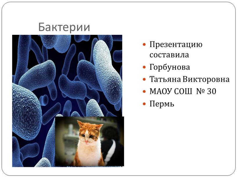 Бактерии Презентацию составила