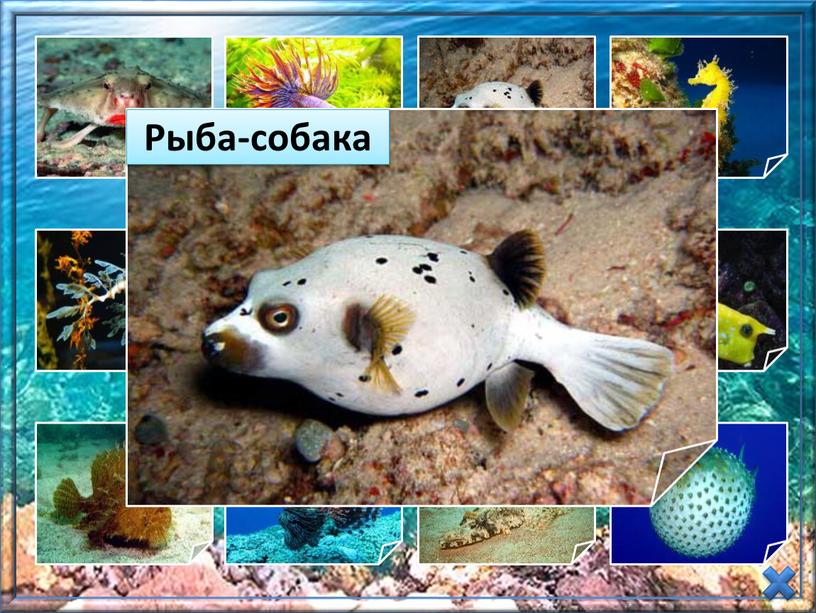 Презентация  «Необычные рыбы» (Окружающий мир,  1-4 класс)