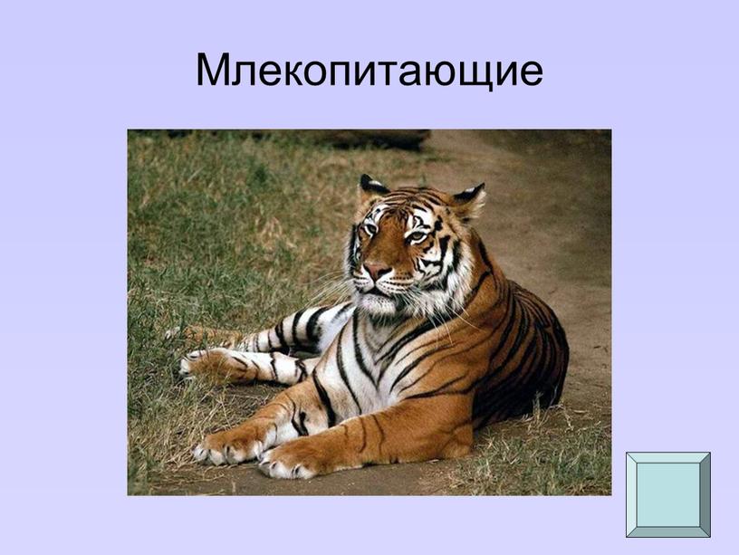 Млекопитающие