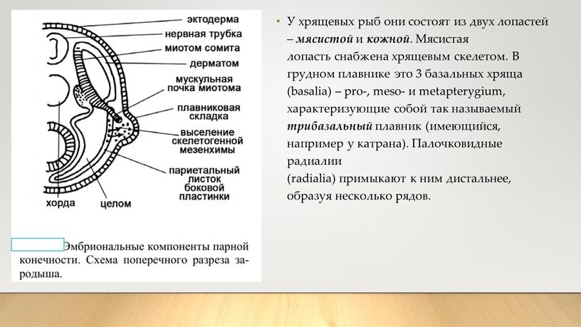 У хрящевых рыб они состоят из двух лопастей – мясистой и кожной