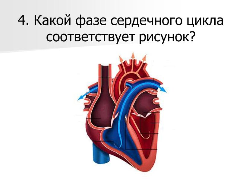 Какой фазе сердечного цикла соответствует рисунок?