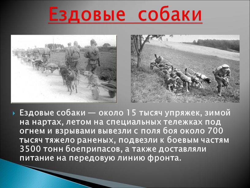 Ездовые собаки — около 15 тысяч упряжек, зимой на нартах, летом на специальных тележках под огнем и взрывами вывезли с поля боя около 700 тысяч…