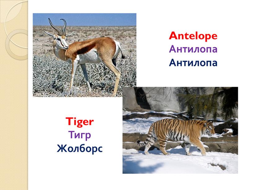 Tiger Тигр Жолборс Antelope