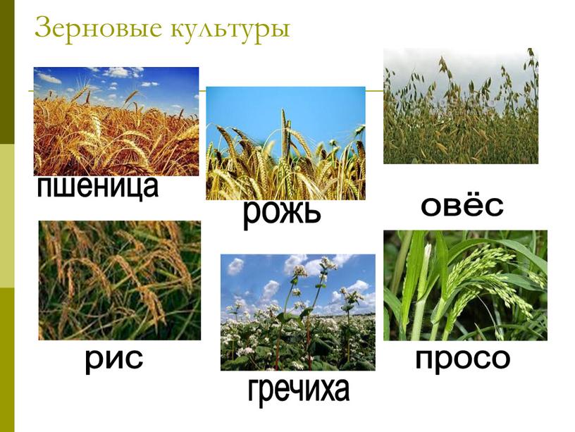Зерновые культуры пшеница рожь овёс рис гречиха просо