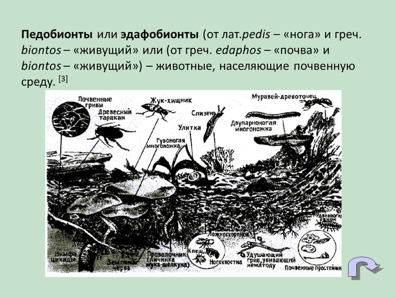 Педобионты или эдафобионты (от лат