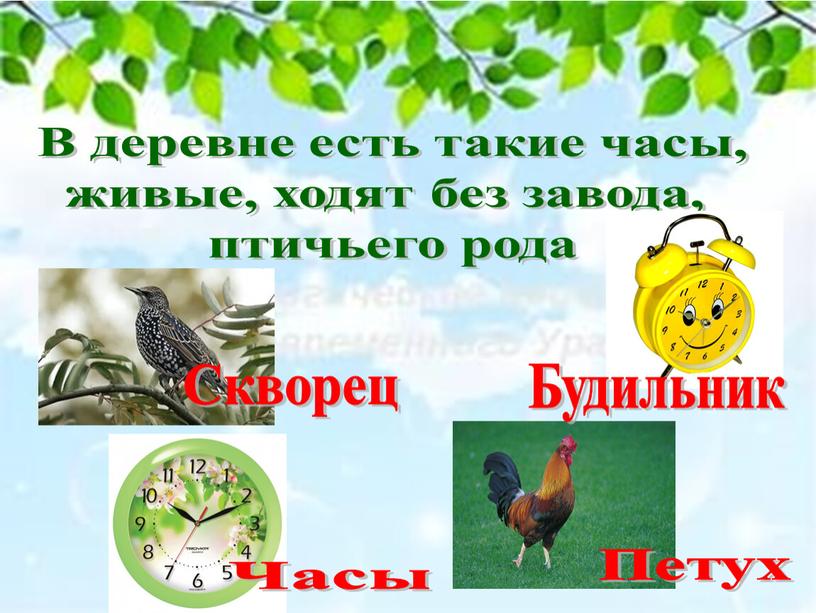 В деревне есть такие часы, живые, ходят без завода, птичьего рода