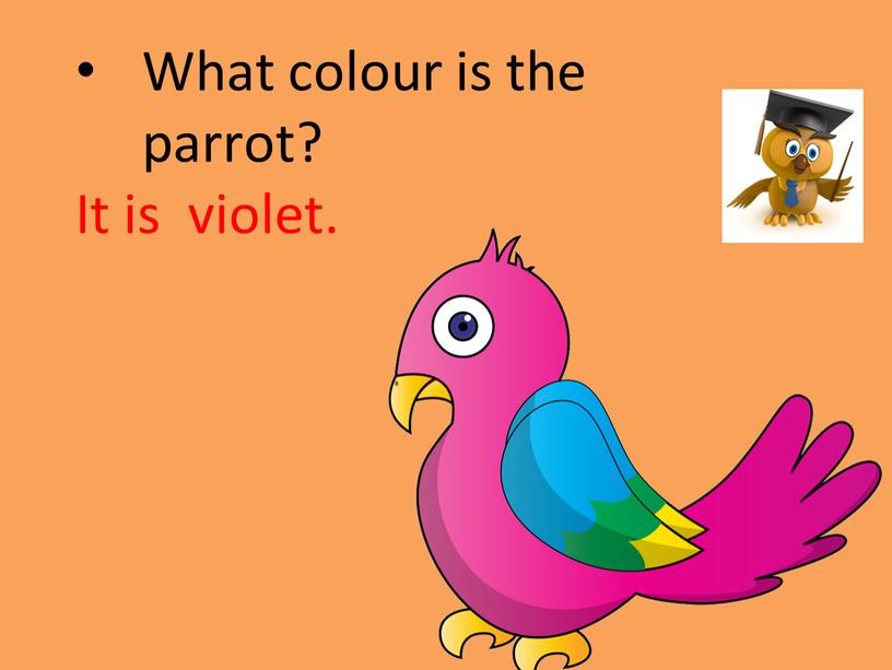 What colour is the parrot? It is violet