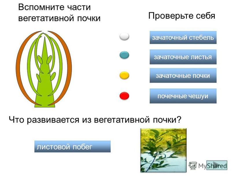 Презентация " Плодовые деревья: вишня" (7класс, с/х труд)