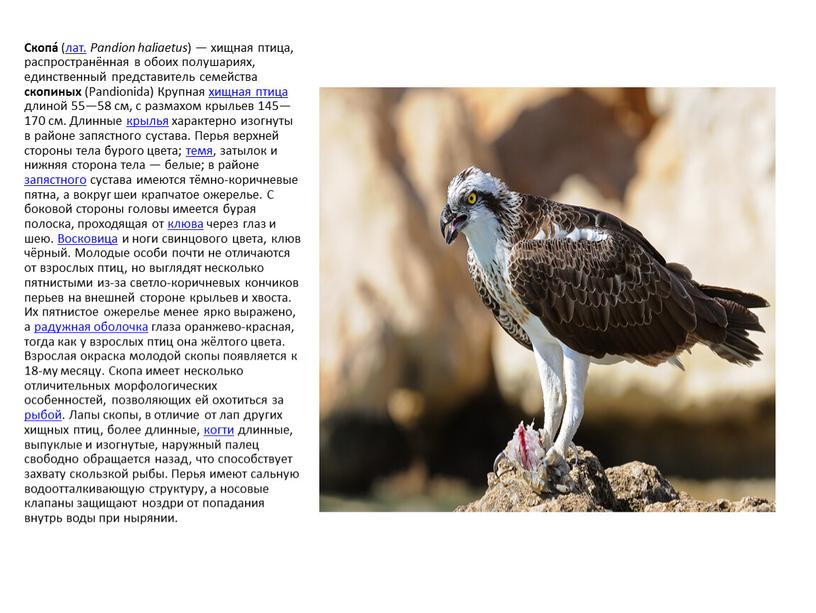Скопа́ (лат. Pandion haliaetus ) — хищная птица, распространённая в обоих полушариях, единственный представитель семейства скопиных (Pandionida)