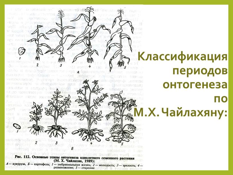 Классификация периодов онтогенеза по