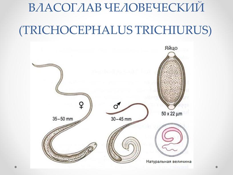 ВЛАСОГЛАВ ЧЕЛОВЕЧЕСКИЙ (TRICHOCEPHALUS