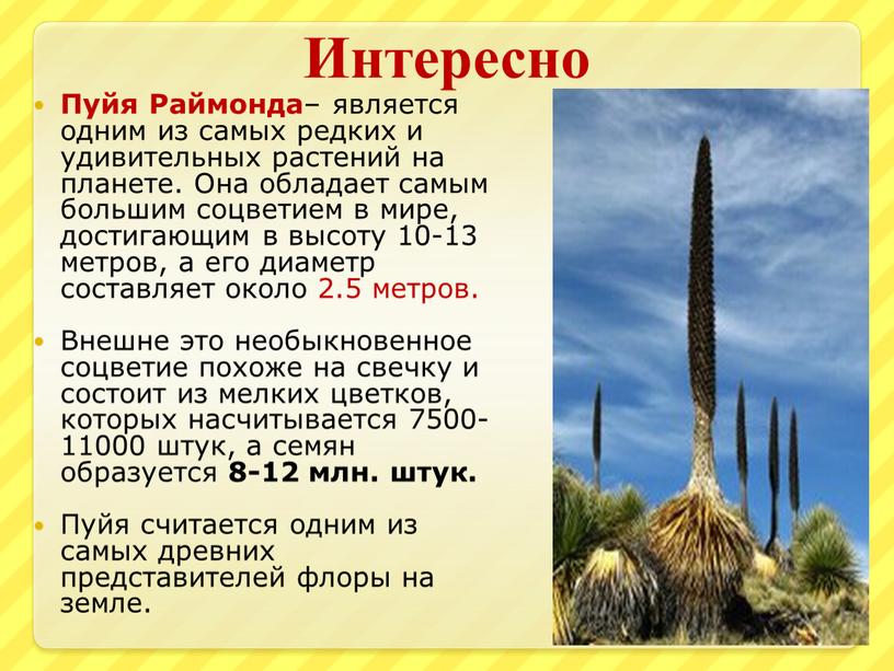 Интересно Пуйя Раймонда – является одним из самых редких и удивительных растений на планете
