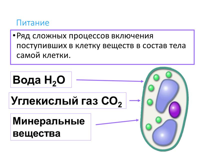 Питание Ряд сложных процессов включения поступивших в клетку веществ в состав тела самой клетки