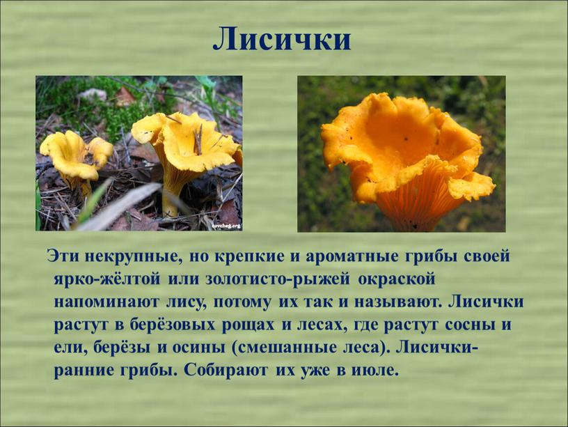 Лисички Эти некрупные, но крепкие и ароматные грибы своей ярко-жёлтой или золотисто-рыжей окраской напоминают лису, потому их так и называют