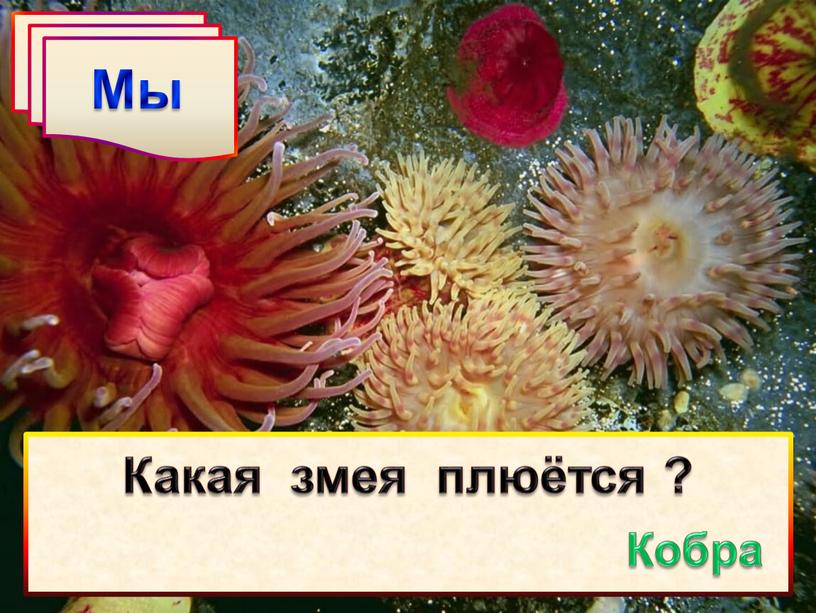 Мы Какая змея плюётся ? Кобра