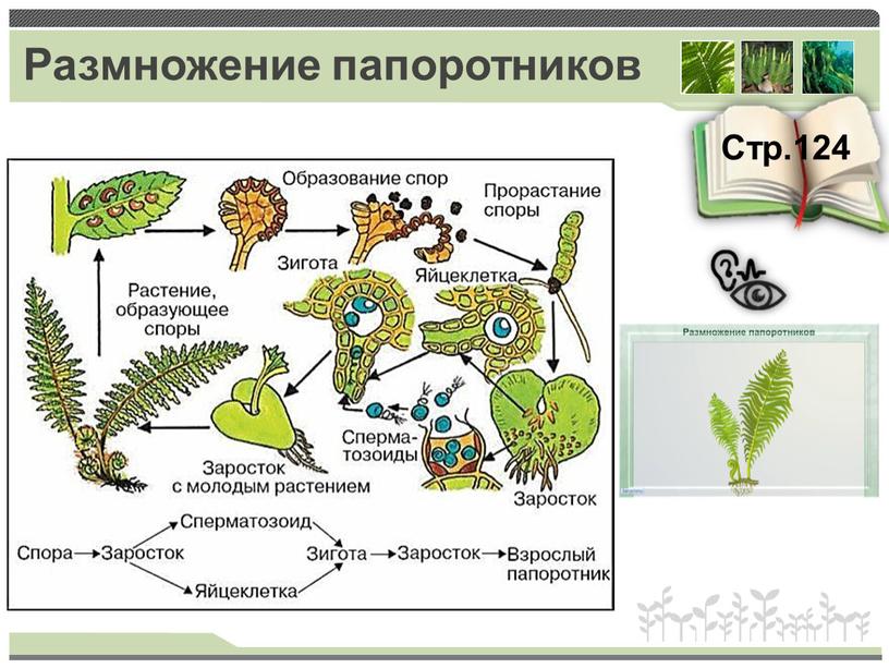 Размножение папоротников Стр.124