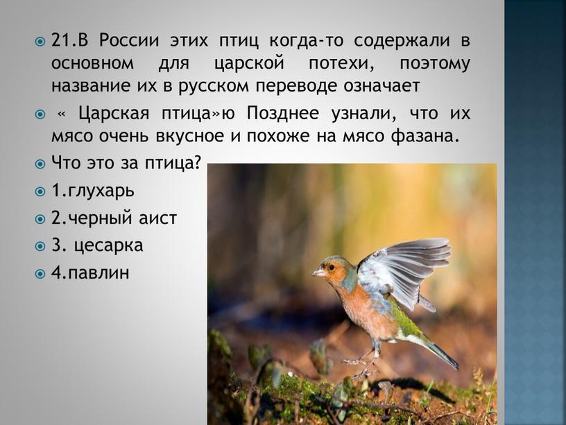 В России этих птиц когда-то содержали в основном для царской потехи, поэтому название их в русском переводе означает «