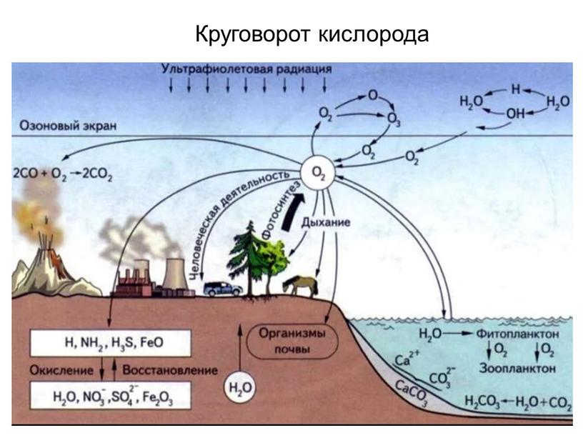 Круговорот кислорода