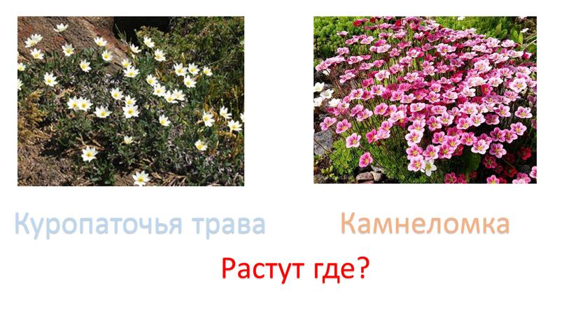 Куропаточья трава Камнеломка Растут где?