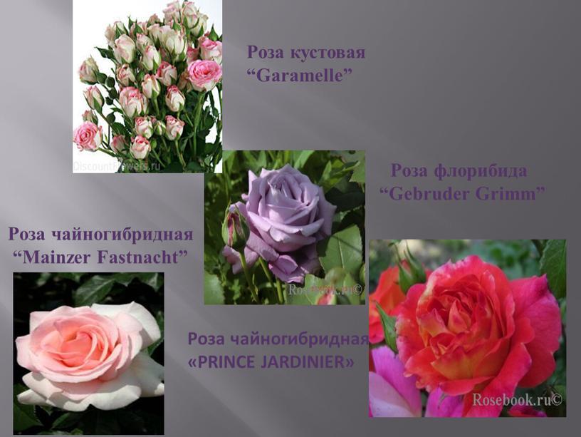 Роза чайногибридная «PRINCE JARDINIER»