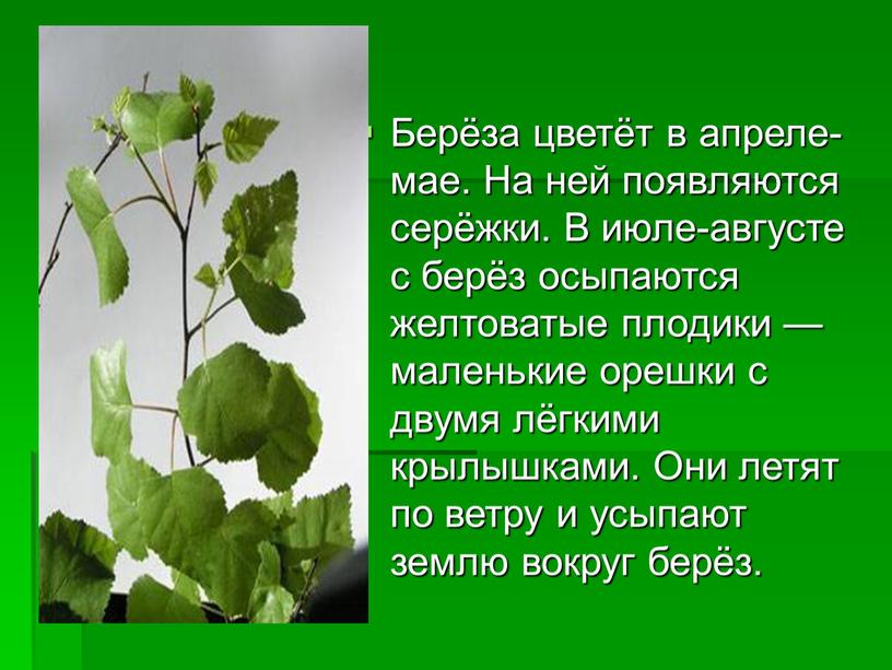 Берёза цветёт в апреле-мае. На ней появляются серёжки