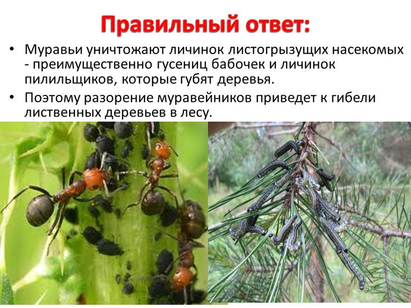 Правильный ответ: Муравьи уничтожают личинок листогрызущих насекомых - преимущественно гусениц бабочек и личинок пилильщиков, которые губят деревья