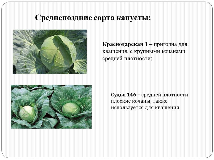 Среднепоздние сорта капусты: Краснодарская 1 – пригодна для квашения, с крупными кочанами средней плотности;