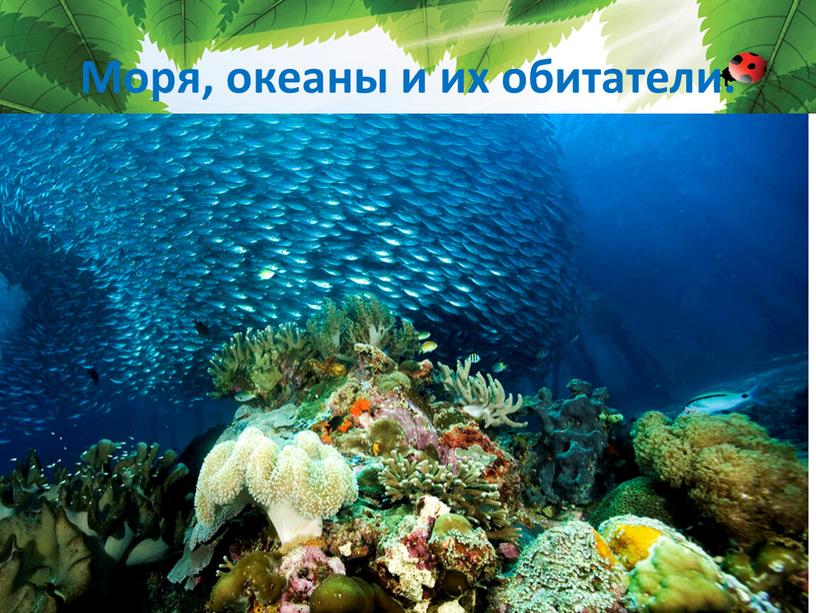 Моря, океаны и их обитатели.