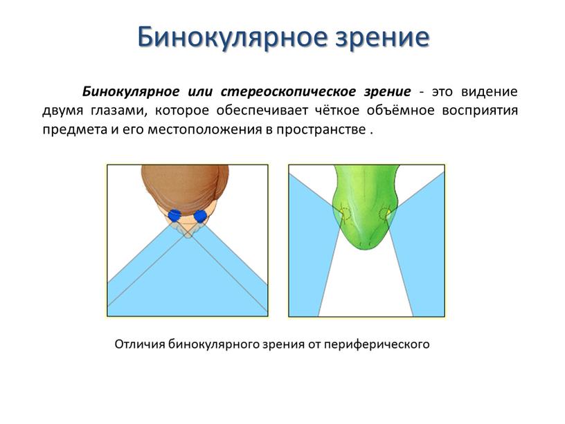 Бинокулярное зрение Бинокулярное или стереоскопическое зрение - это видение двумя глазами, которое обеспечивает чёткое объёмное восприятия предмета и его местоположения в пространстве