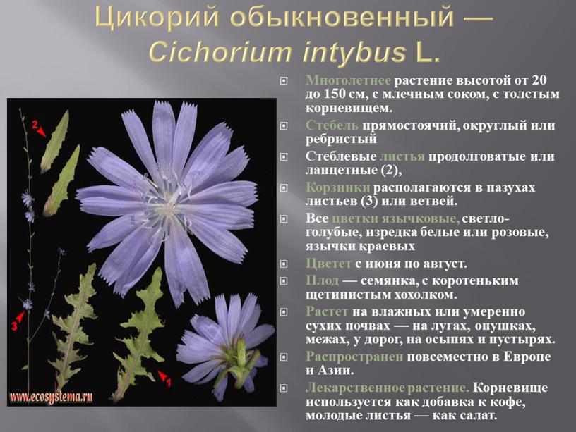 Цикорий обыкновенный — Cichorium intybus