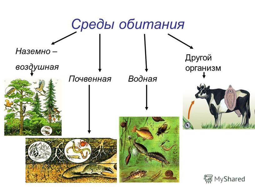 Презентация " Биология - наука о живой природе" 5 класс