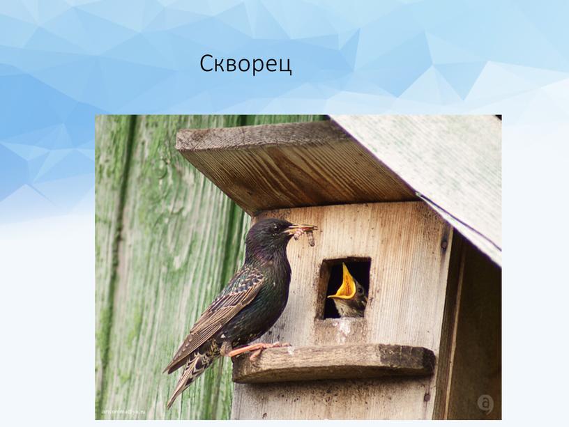 Скворец