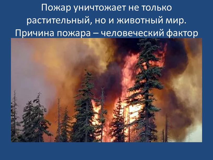 Пожар уничтожает не только растительный, но и животный мир