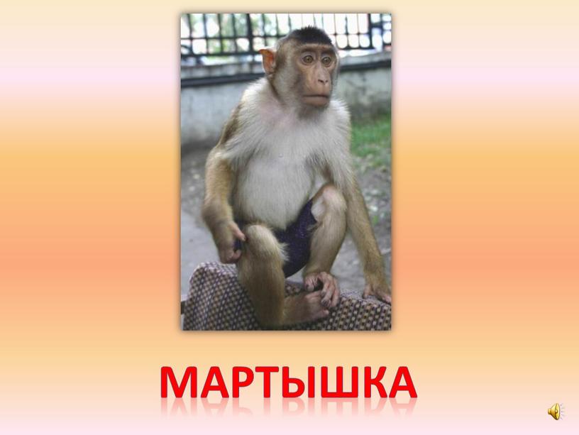 мартышка