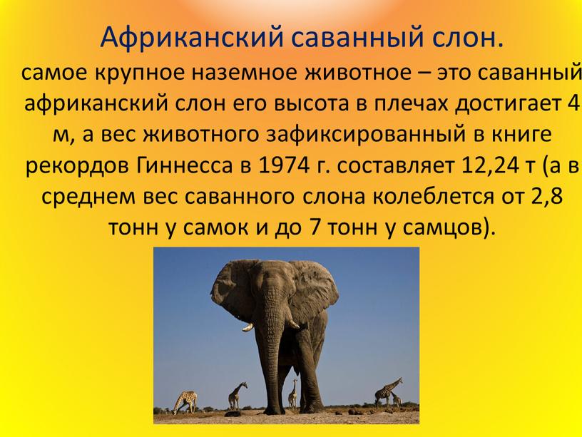 Африканский саванный слон. самое крупное наземное животное – это саванный африканский слон его высота в плечах достигает 4 м, а вес животного зафиксированный в книге…