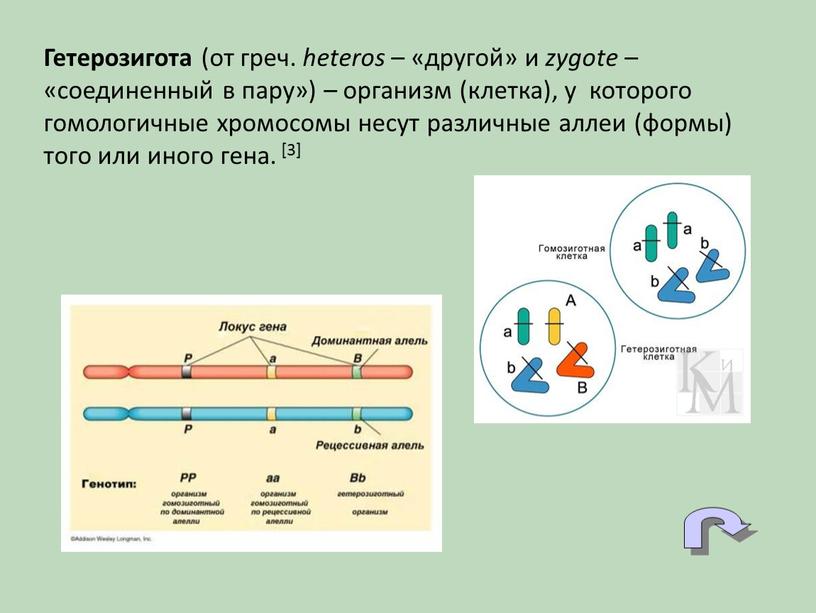 Гетерозигота (от греч. heteros – «другой» и zygote – «соединенный в пару») – организм (клетка), у которого гомологичные хромосомы несут различные аллеи (формы) того или…