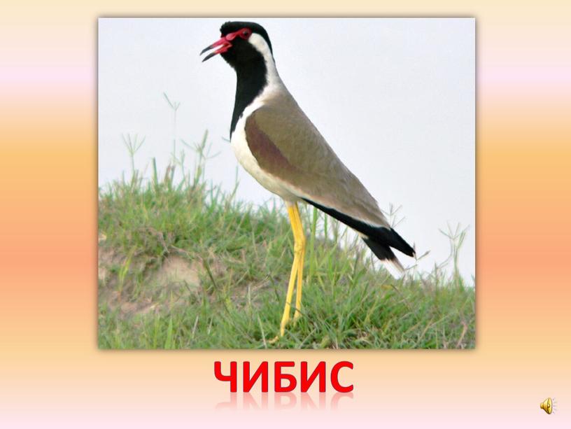 чибис