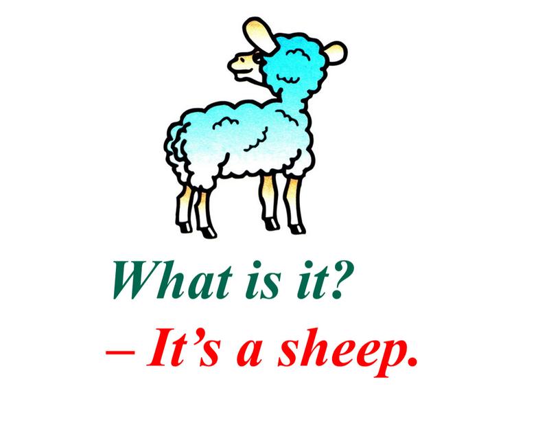 What is it? – It’s a sheep.