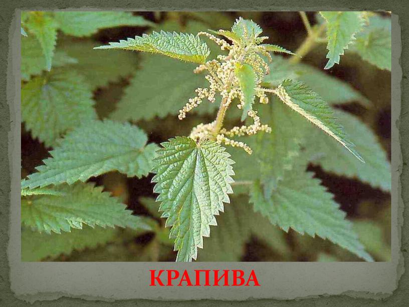 КРАПИВА