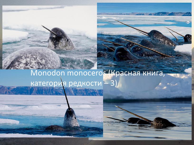 Monodon monoceros (Красная книга, категория редкости – 3)