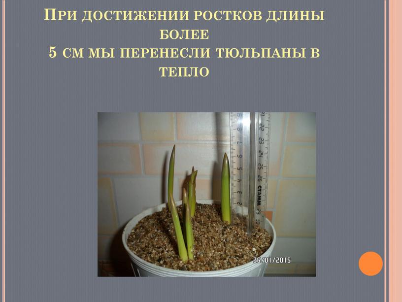 При достижении ростков длины более 5 см мы перенесли тюльпаны в тепло